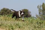 AMSTAFF ADULT 017